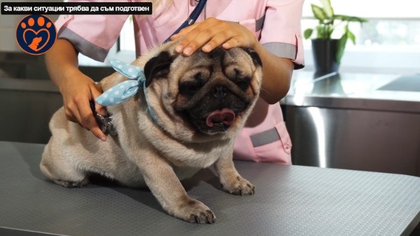 dog-vet