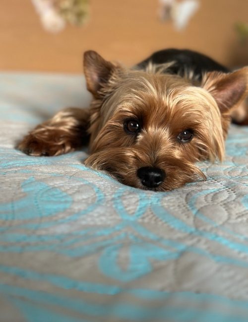 murfi-hypet